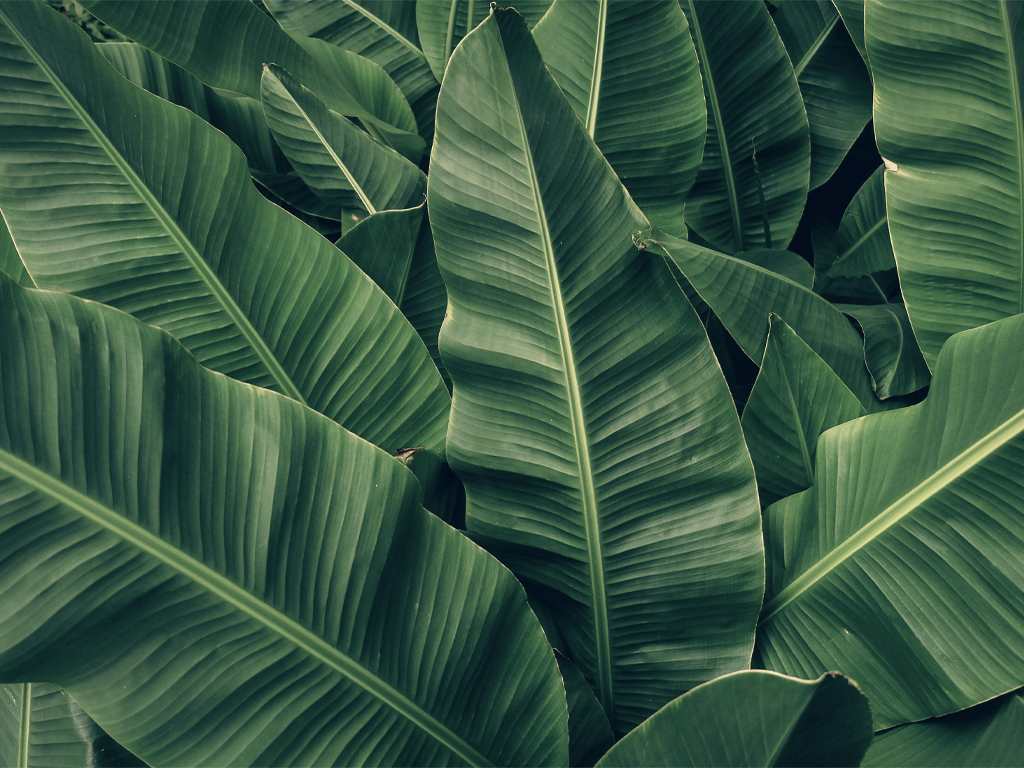 capa do post sobre dia mundial do meio ambiente