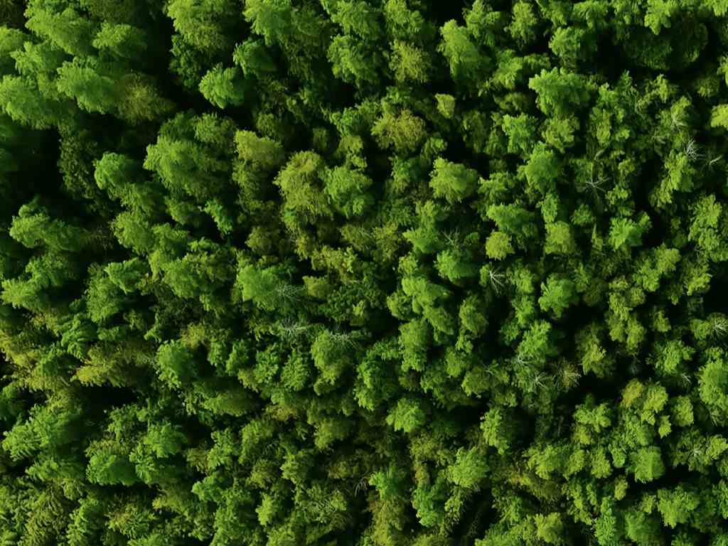 foto de árvores em floresta