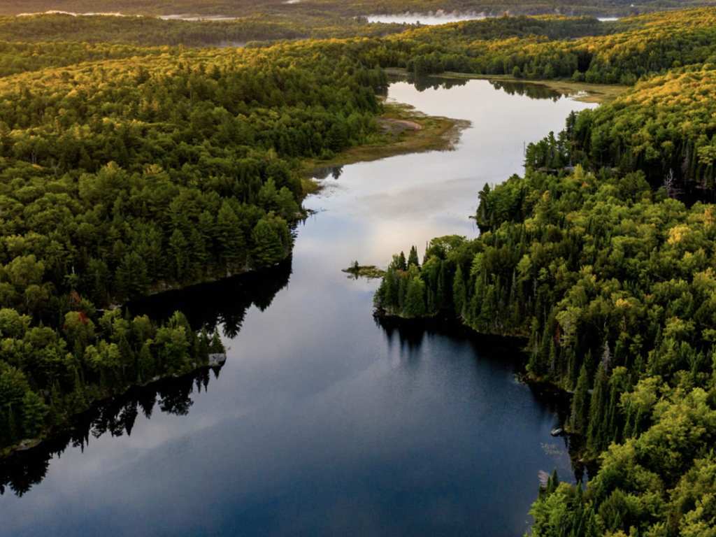 A atividade pecuária é uma das principais responsáveis pelo desmatamento da Floresta Amazônica.
