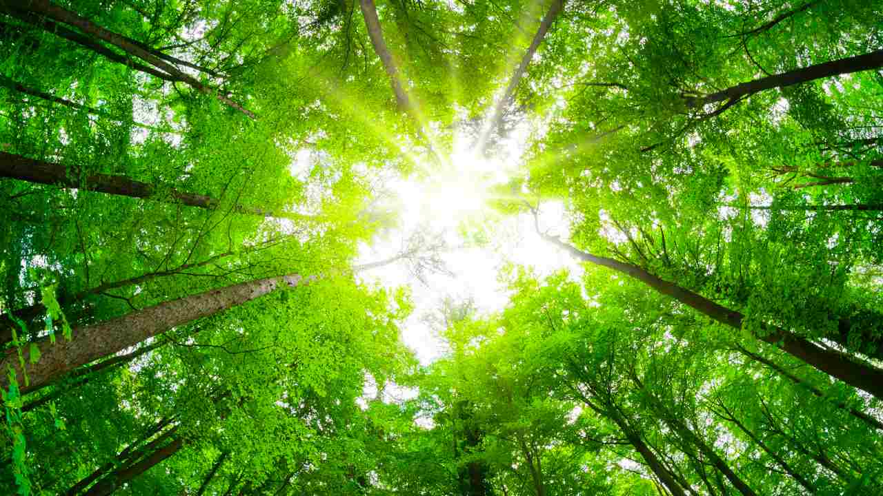 foto floresta
