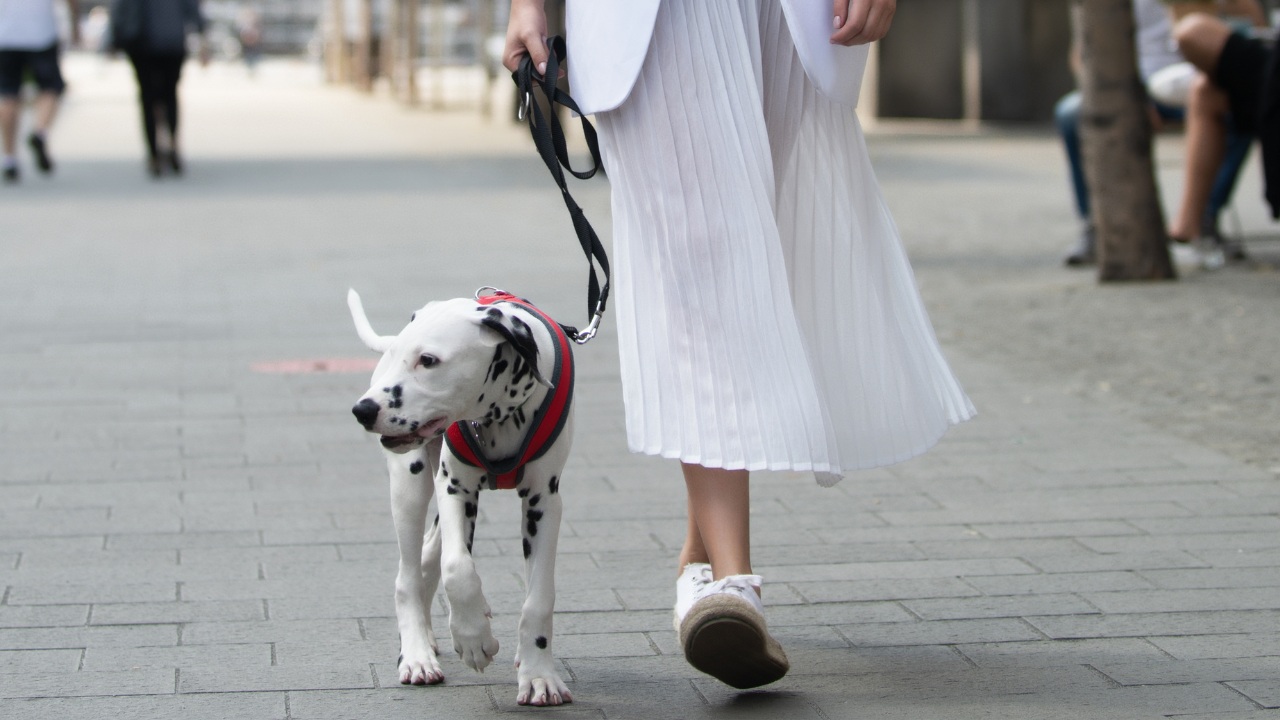 Os itens de luxo feitos para pets